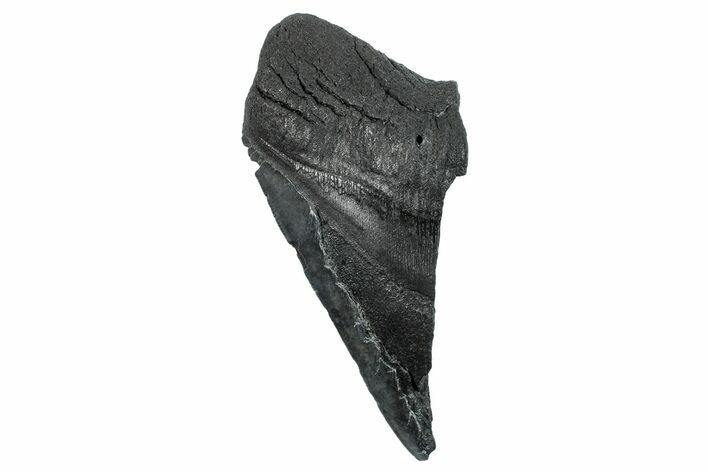 Partial Fossil Megalodon Tooth - South Carolina #275387
